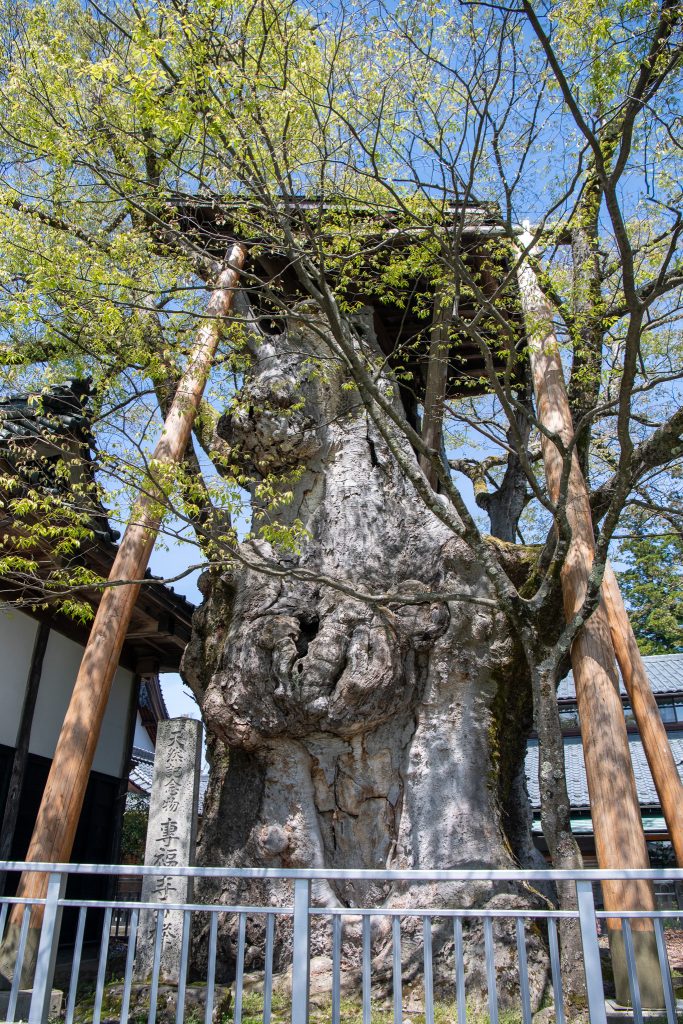 専福寺の大ケヤキ