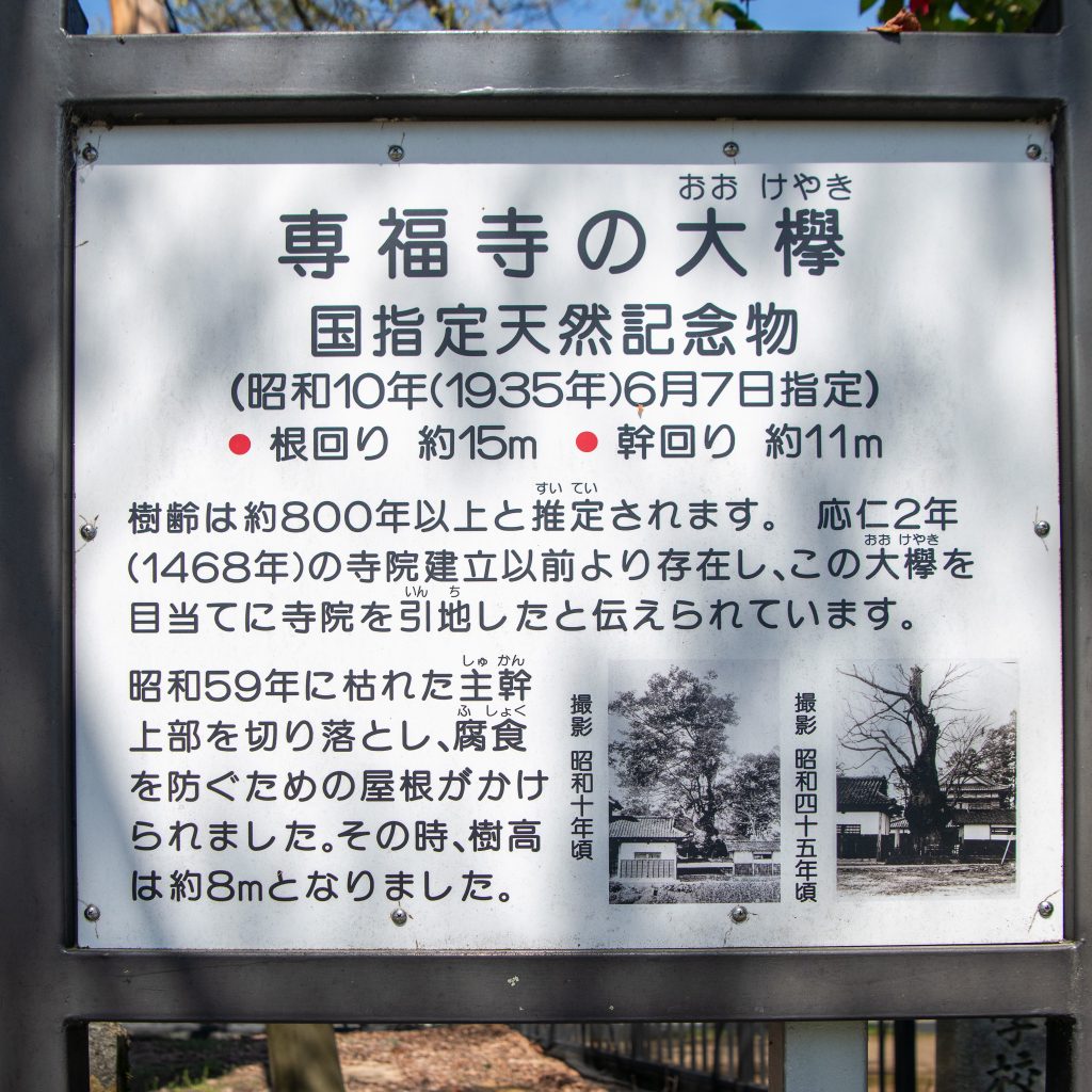 専福寺の大ケヤキ案内板