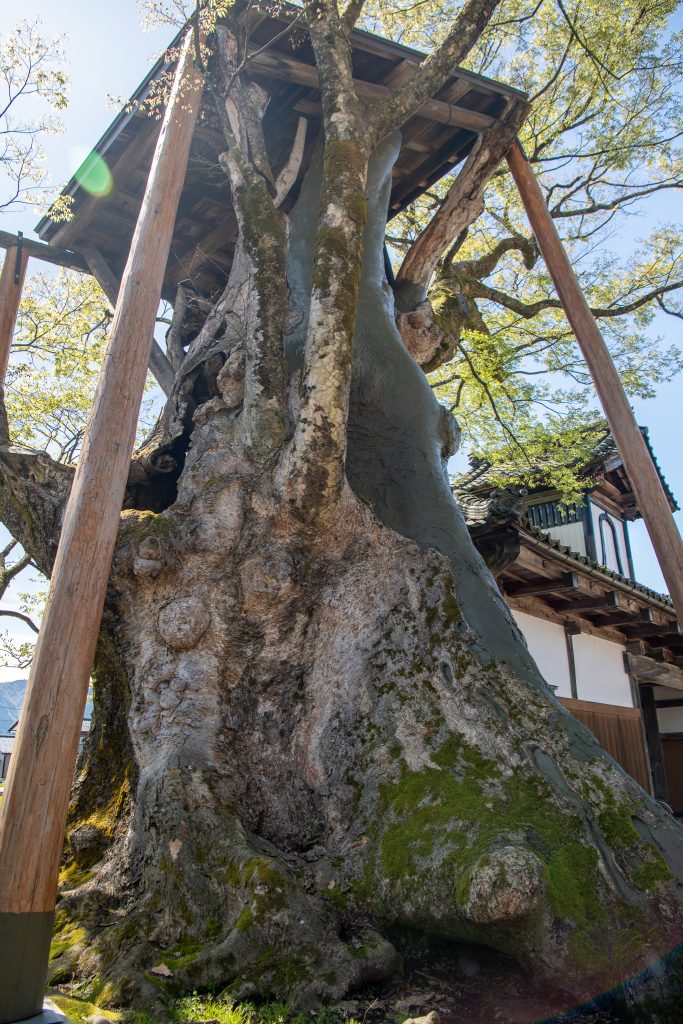 専福寺の大ケヤキ