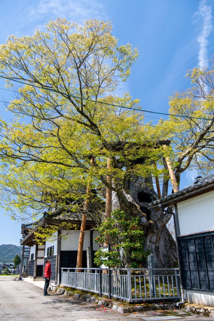 専福寺の大ケヤキ
