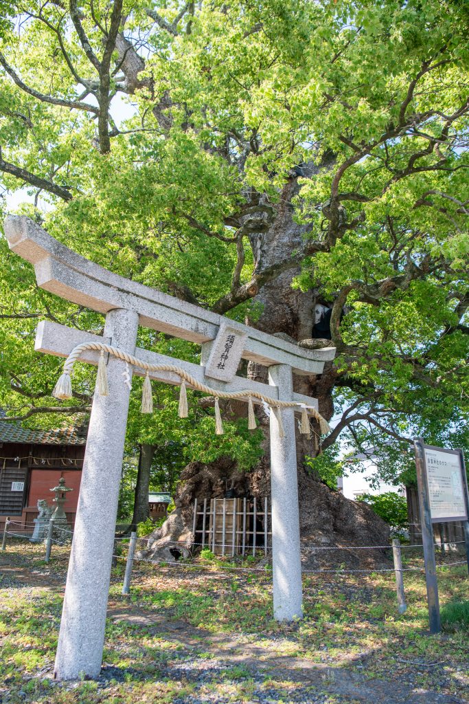 須賀神社のクス