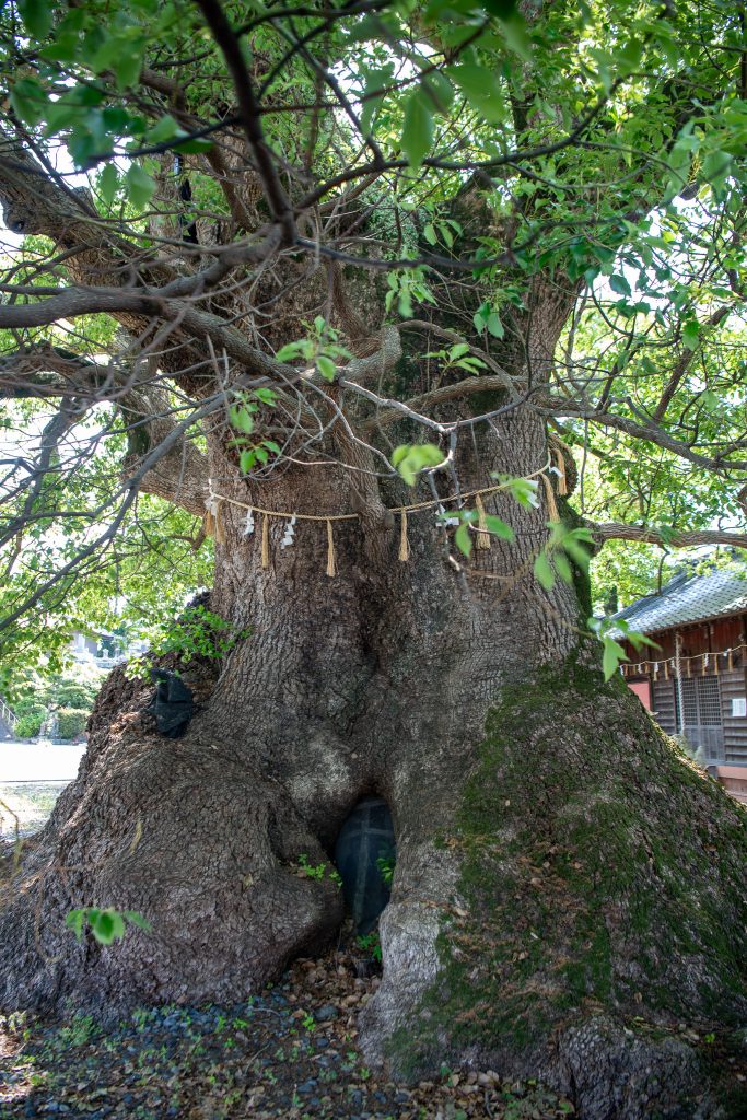 須賀神社のクス