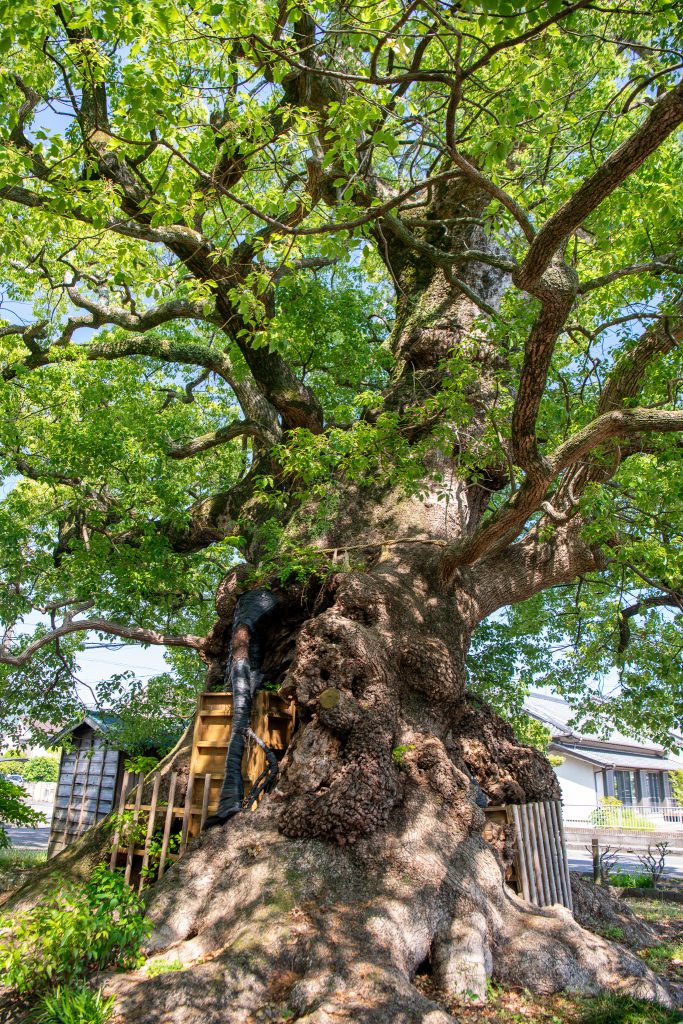 須賀神社のクス