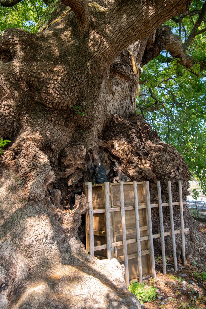 須賀神社のクス