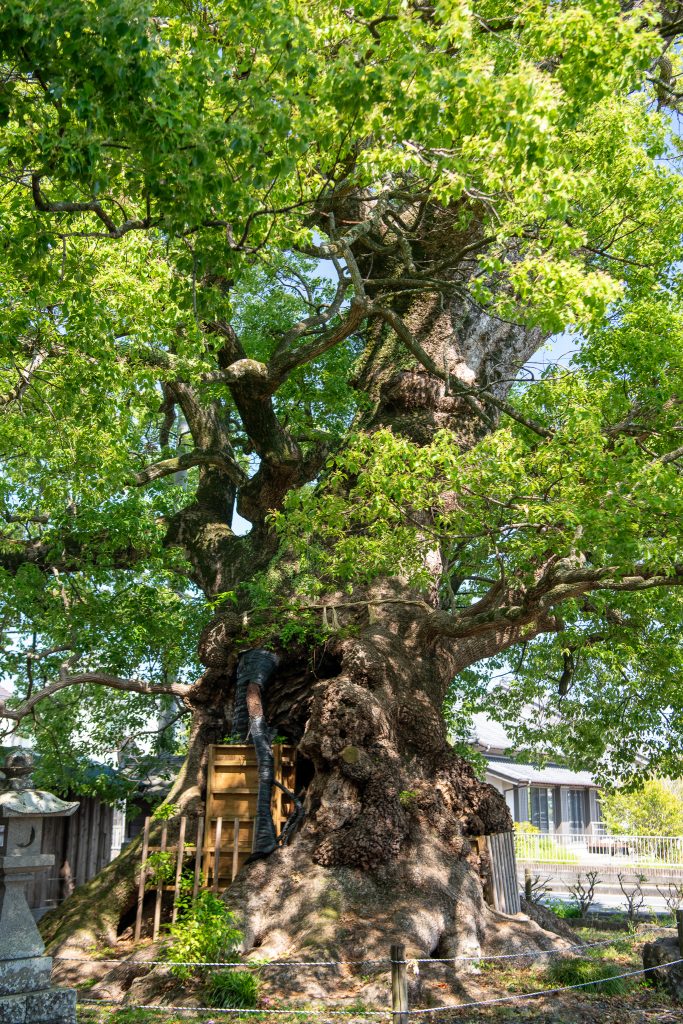 須賀神社のクス