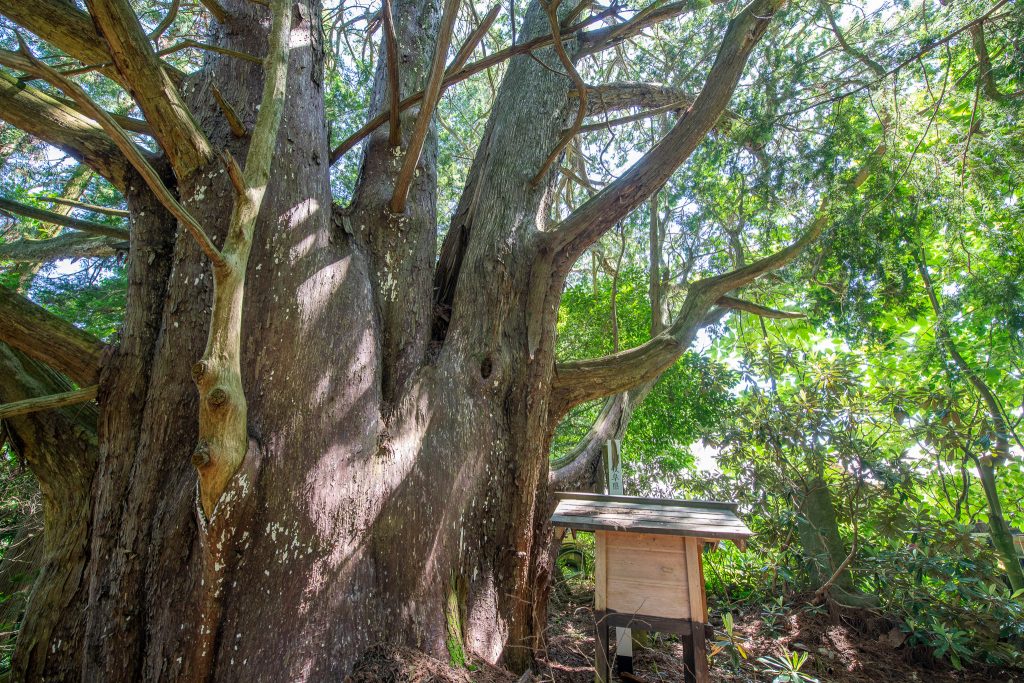 クロベの大樹