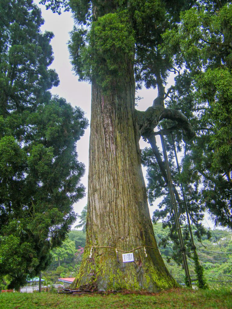 村山浅間神社の大杉