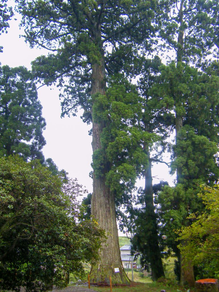 村山浅間神社の大杉