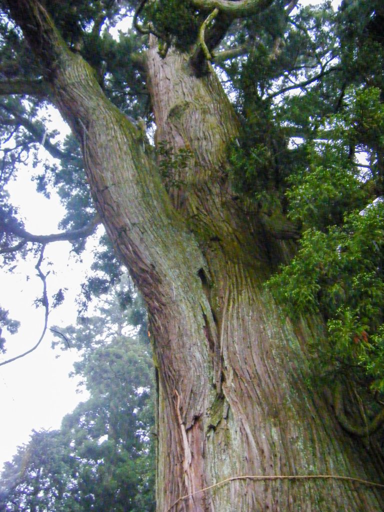 村山浅間神社の大杉